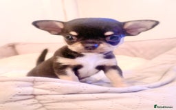 Chihuahua dogs for sale: Gorgeous Chihuahua Puppies  - Advert 12
