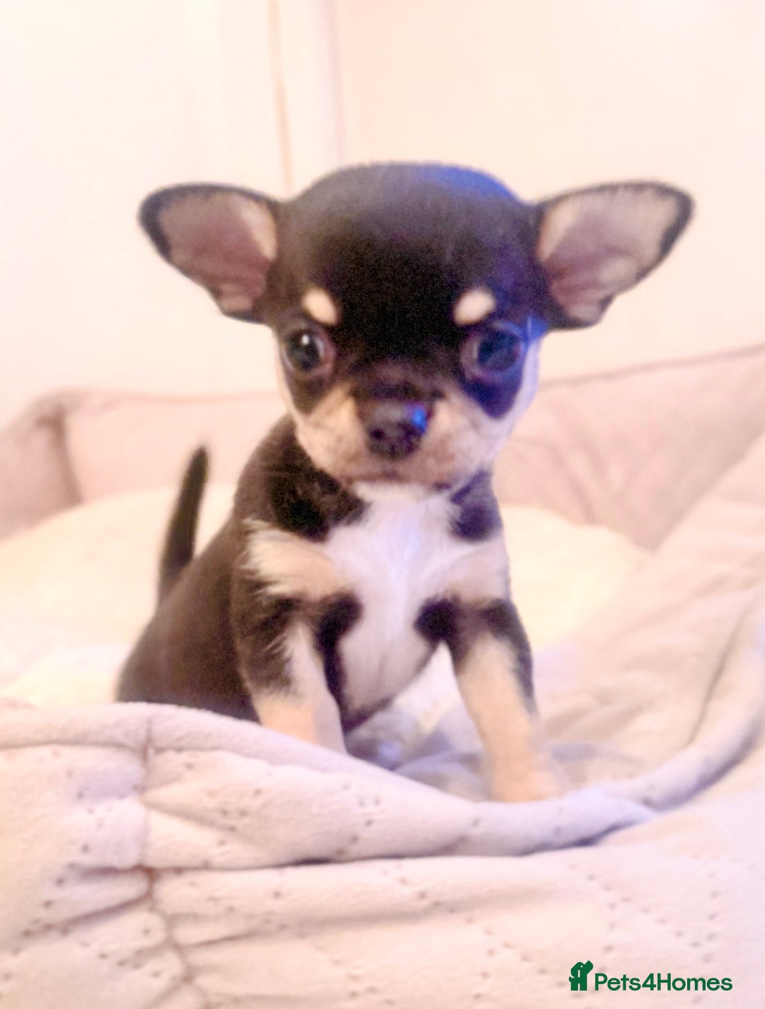 Chihuahua dogs for sale: Gorgeous Chihuahua Puppies  - Advert 12