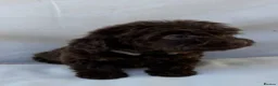 Cockapoo dogs for sale: BEAUTIFUL F1 COCKAPOO PUPPIES - Advert 10