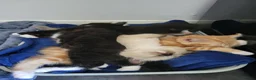 Mixed Breed cats for sale: Beautiful kittens - Advert 2