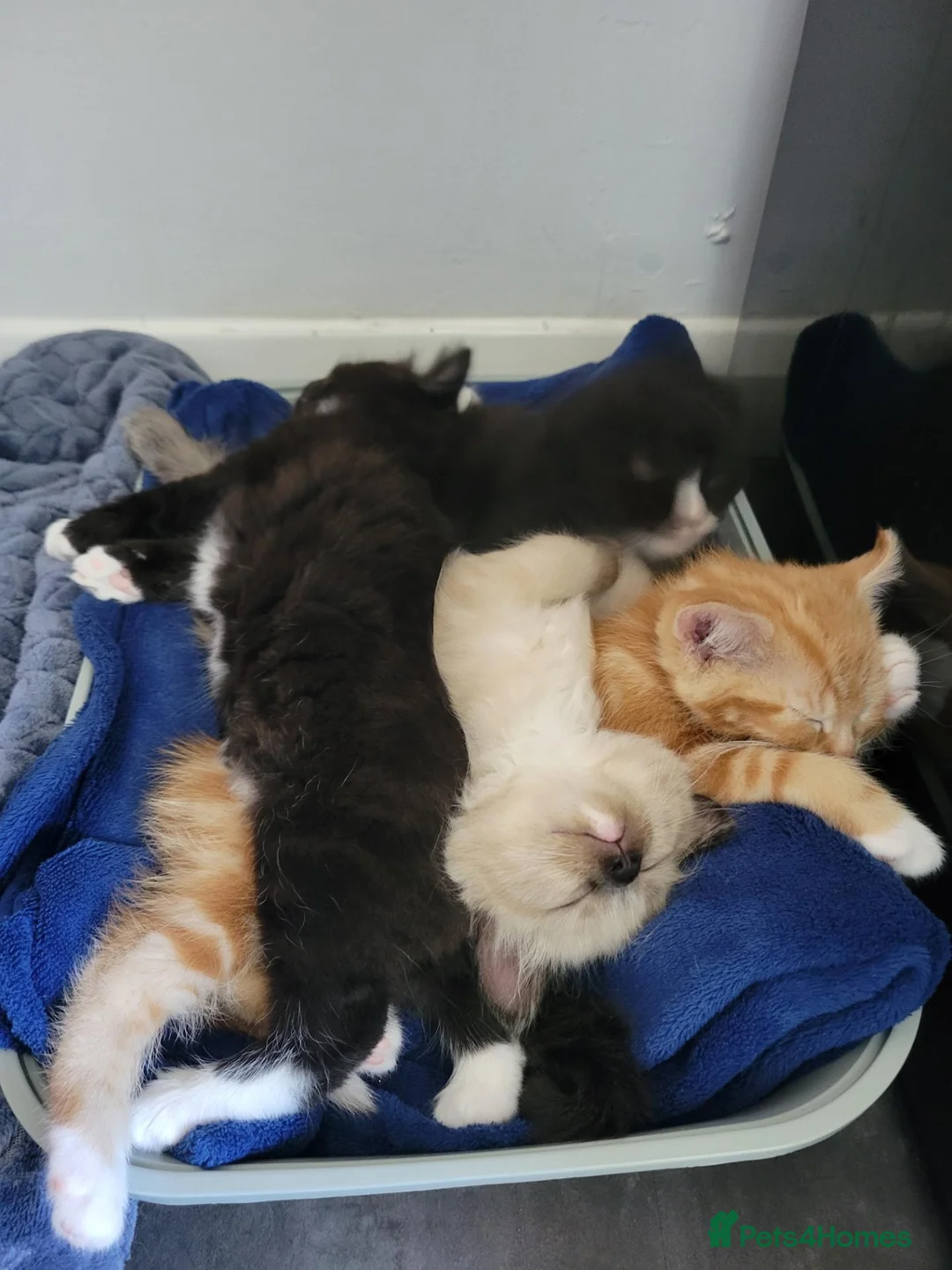 Mixed Breed cats for sale: Beautiful kittens - Advert 2