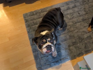 English Bulldog dogs English Bulldog Puppies - Advert 11