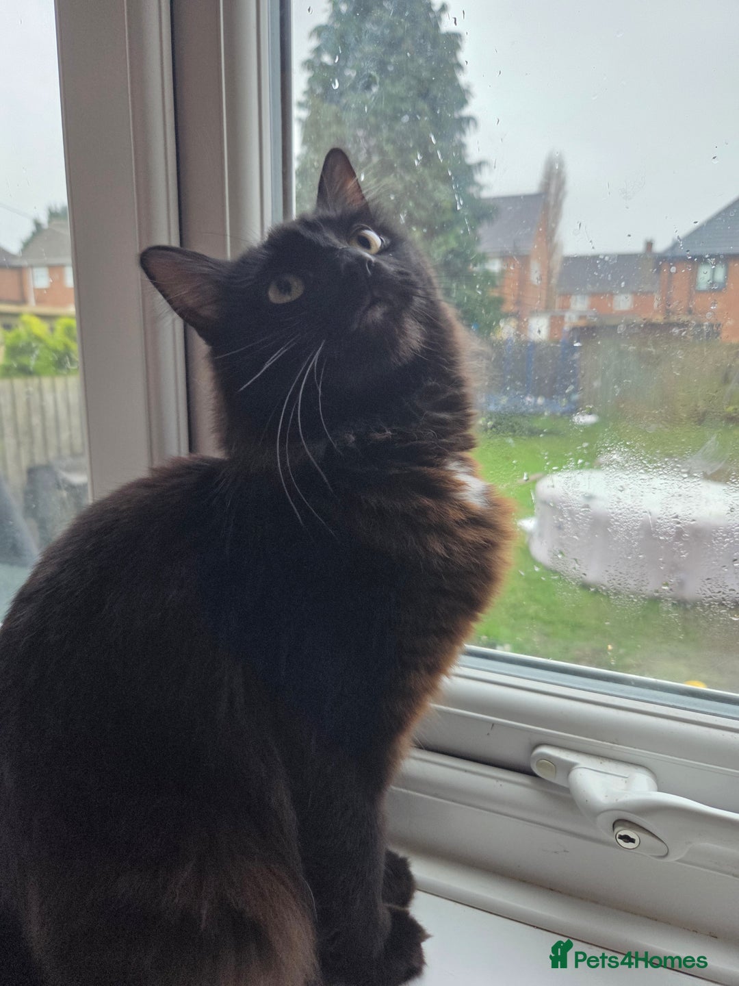 British Longhair cats for sale: 2 beautiful all black British long hair kittens  - Advert 1