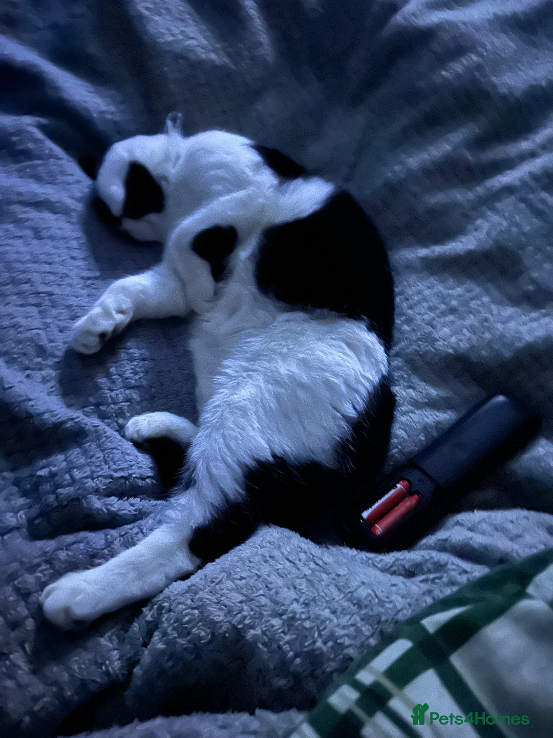 Mixed Breed cats for sale: Tigger male cat in Ilkeston - Advert 5