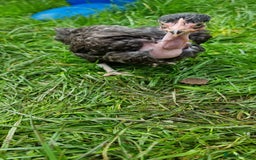 Chickens poultry for sale: Transylvanian Naked Neck Chicks - Image 18
