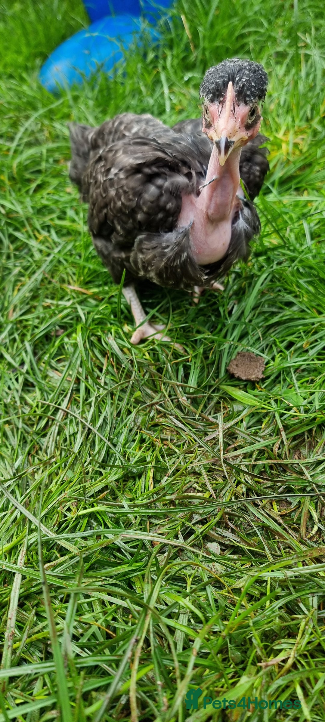 Chickens poultry for sale: Transylvanian Naked Neck Chicks - Image 18