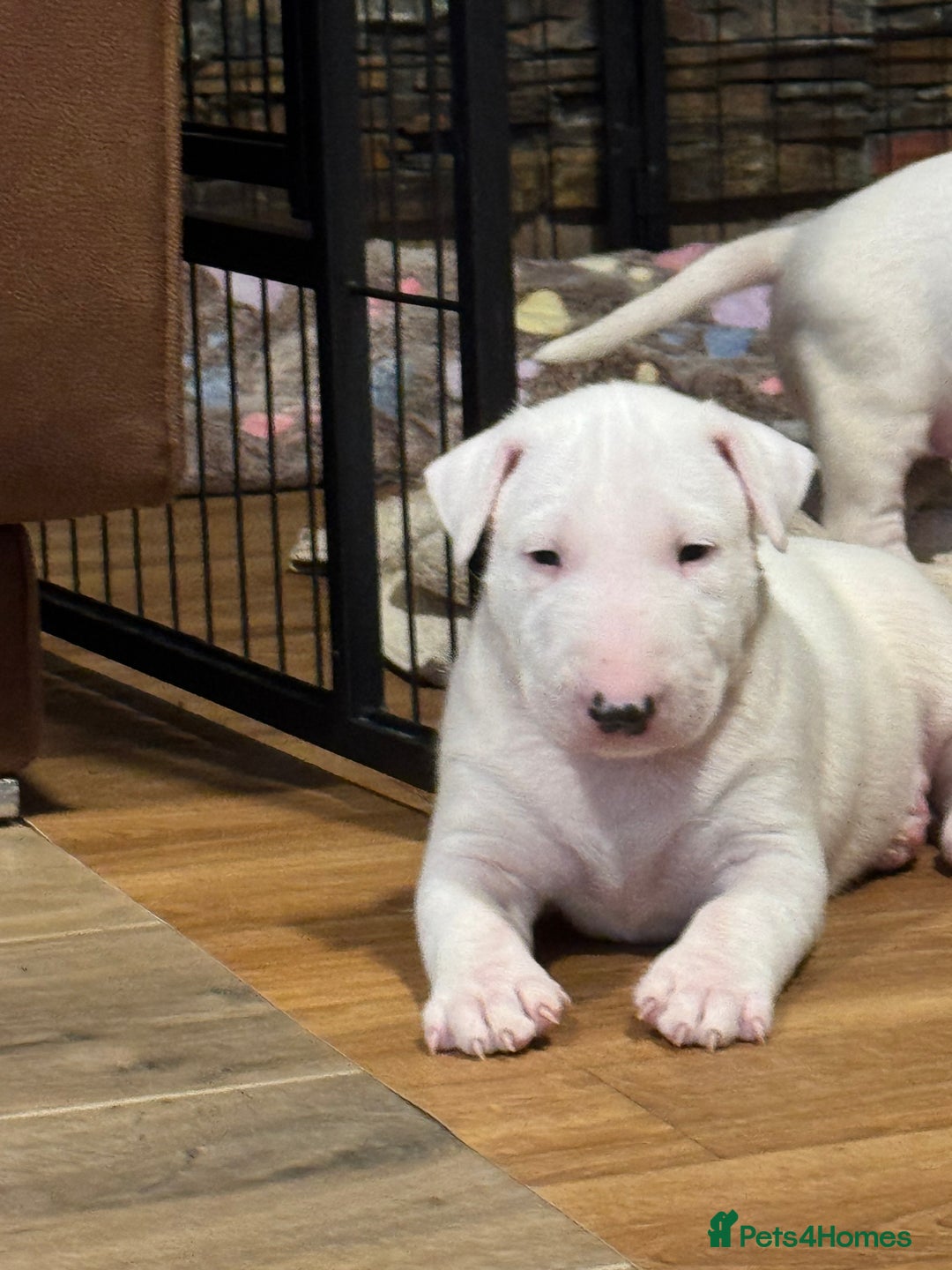 English Bull Terrier dogs for sale: Bull terrier puppies sired by uk champion  - Image 13