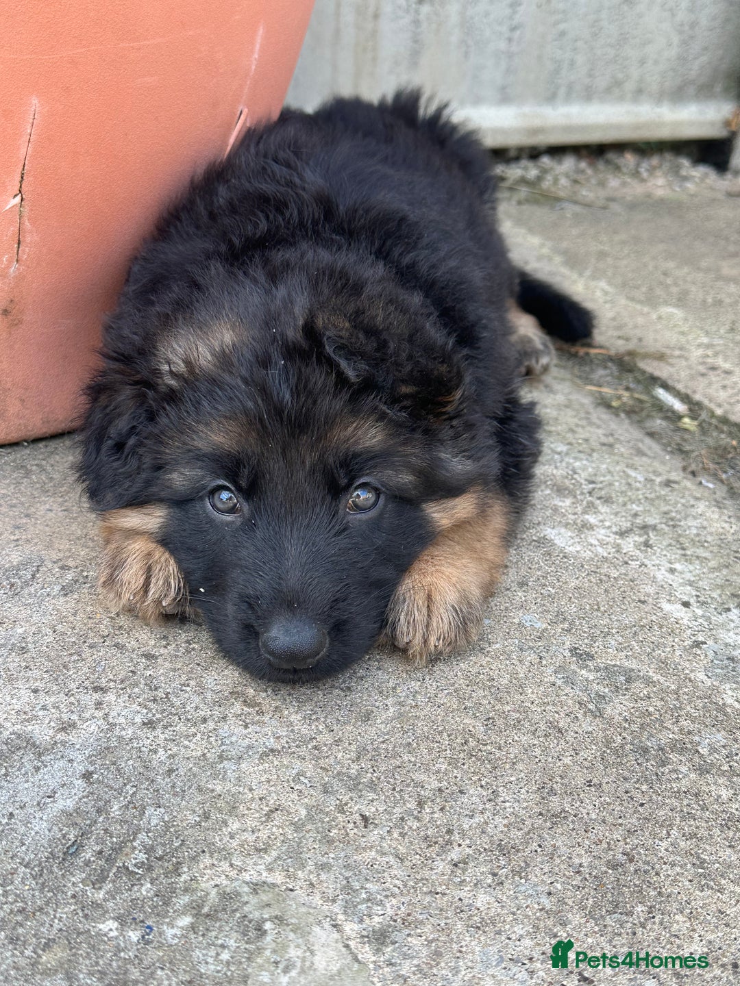 German Shepherd dogs for sale: K/C Registered German Shepherd Puppies  - Image 33