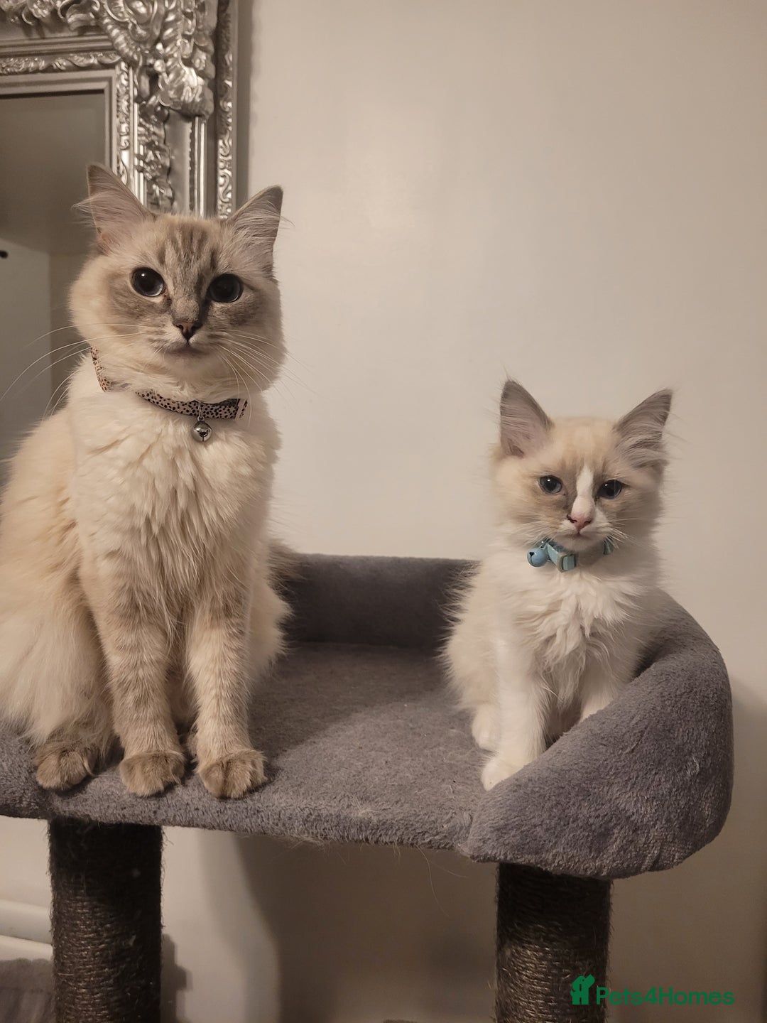 Ragdoll cats for sale: Ragdoll Kittens READY NOW  - Image 2
