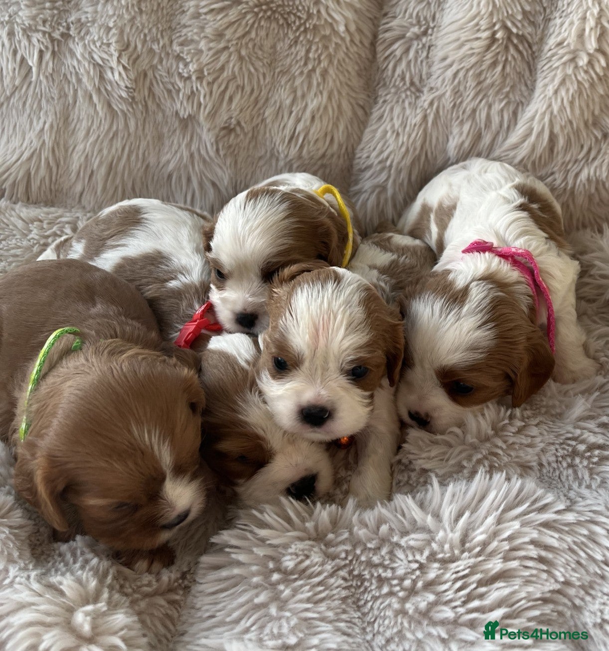 Cavalier King Charles Spaniel dogs Chocolate Carriers KC Vet Health Checked - Advert 3