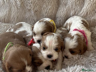 Cavalier King Charles Spaniel dogs Chocolate Carriers KC Vet Health Checked - Advert 6