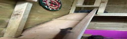 Mini Lop rabbits for sale: X4 mini lop babies - Advert 14
