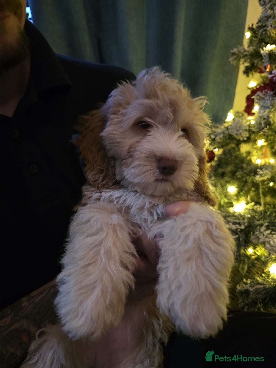 Cockapoo dogs for sale: Cockapoo female puppy - Advert 3