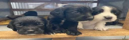 Sprocker dogs for sale: 8 beautiful healthy friendly little Sprocker pups - Advert 13