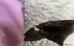 Mixed Breed cats for sale: 3 x black and white kittens available  - Image 10