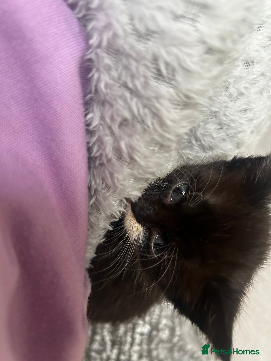 Mixed Breed cats for sale: 3 x black and white kittens available  - Image 10