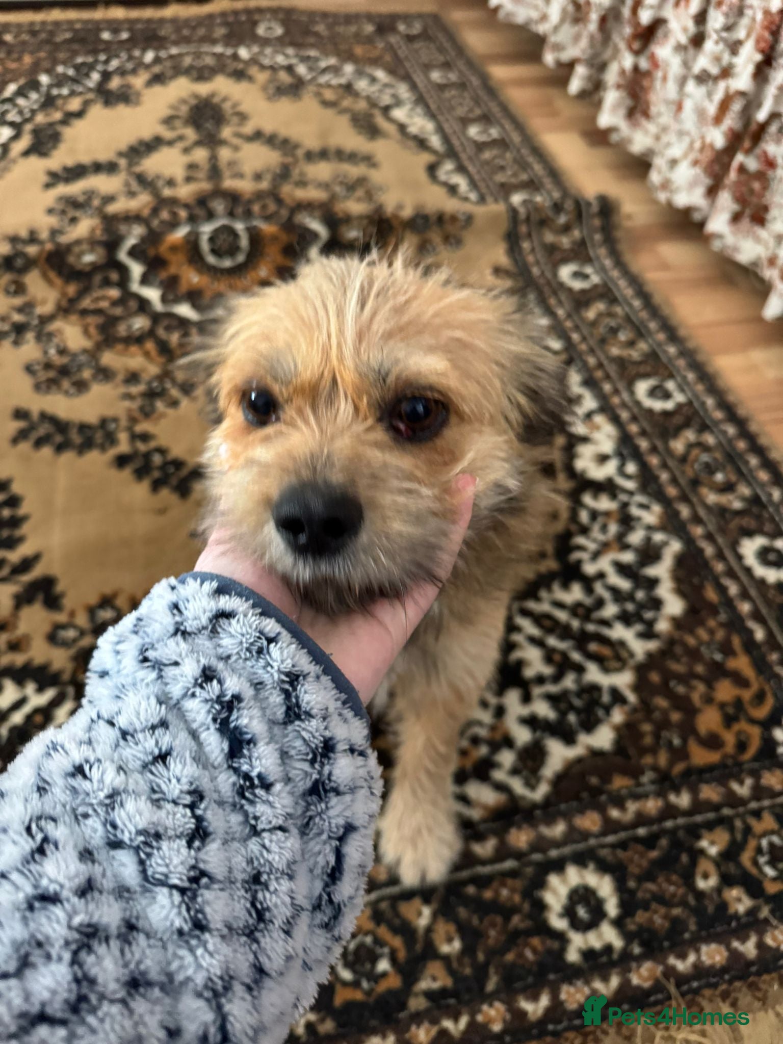 Mixed Breed dogs 🐾 Meet COOKIE – Your Little Ray of Sunshine ☀️💛 - Advert 1