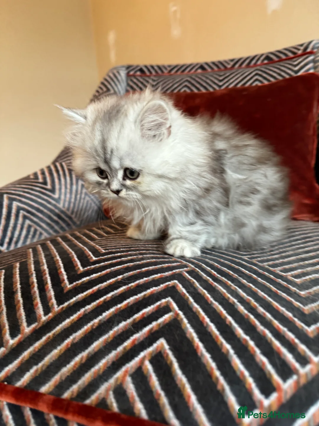 Persian cats for sale: Beautiful gentle silver grey Persian girl, 9 weeks - Advert 4