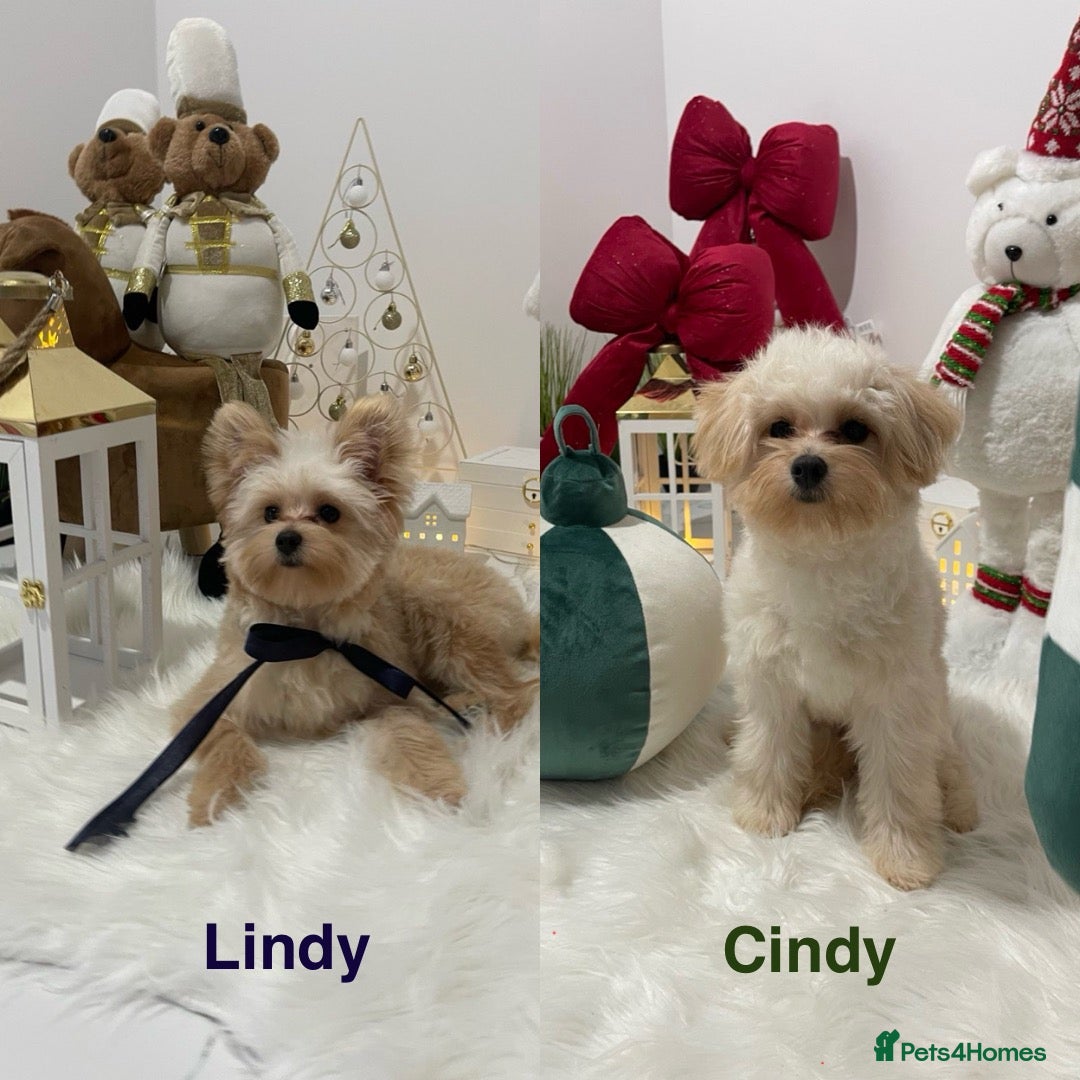 Pomapoo dogs Pomapoo Girl (Delivery to London,Bristol included) - Advert 2