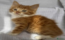 Mixed Breed cats for sale: Last black female left Turkish angora cross kitten - Image 20