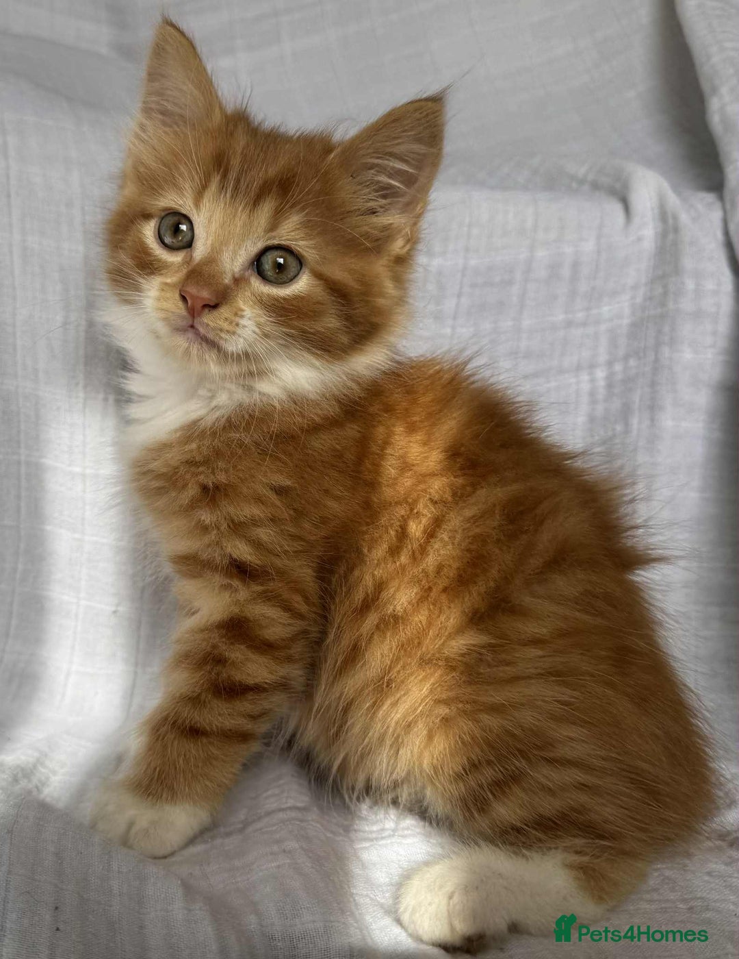 Mixed Breed cats for sale: Last black female left Turkish angora cross kitten - Image 20