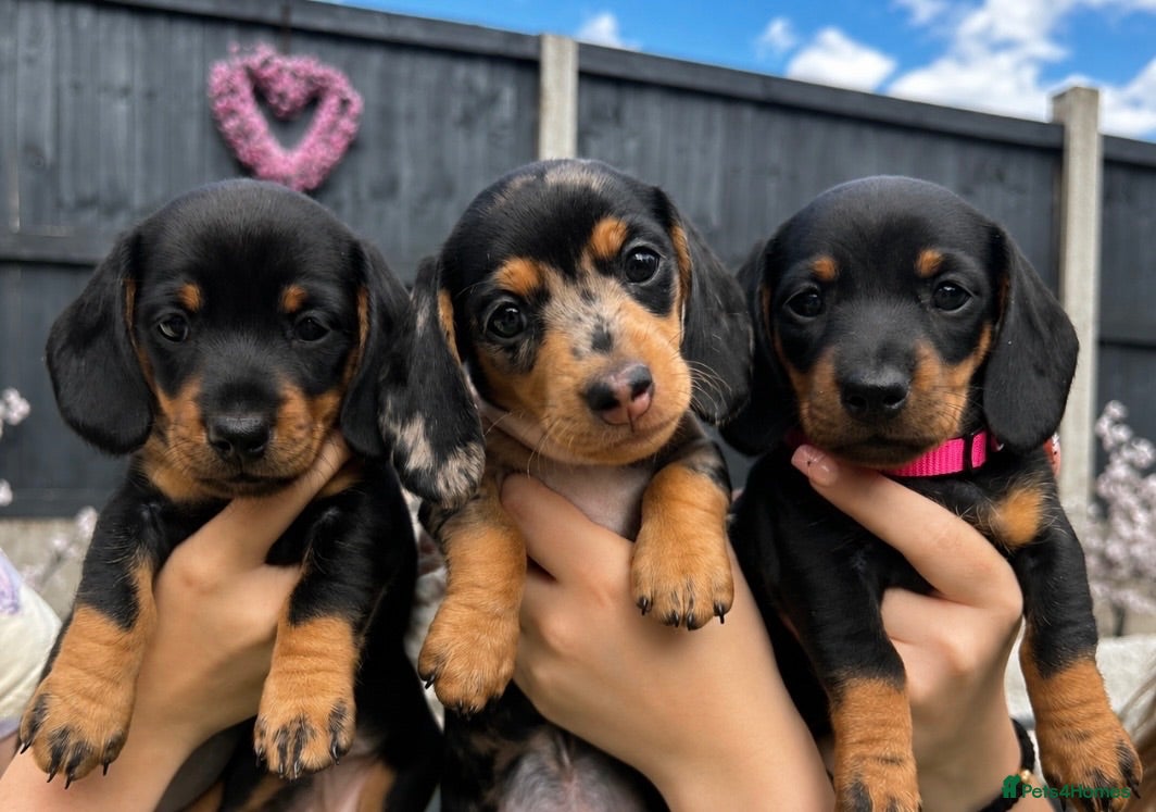 Miniature Dachshund dogs Miniature dachshund puppies (only girls left) 🩷 - Advert 17
