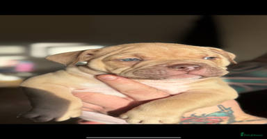 Mixed Breed dogs Stunning English bulldog mix pocket bully  - Advert 9