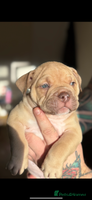 Mixed Breed dogs Stunning English bulldog mix pocket bully - Advert 9