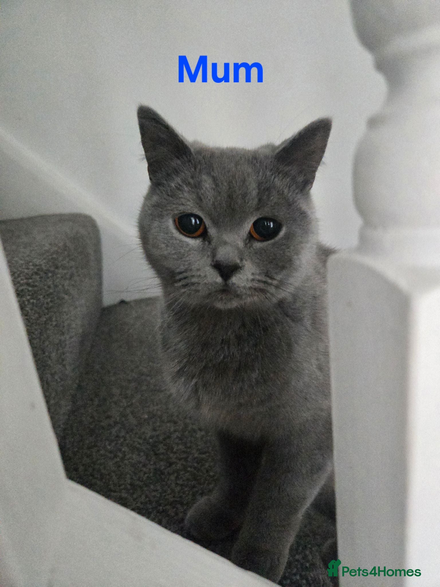 British Shorthair cats Female british shorthair  for sale - Advert 6