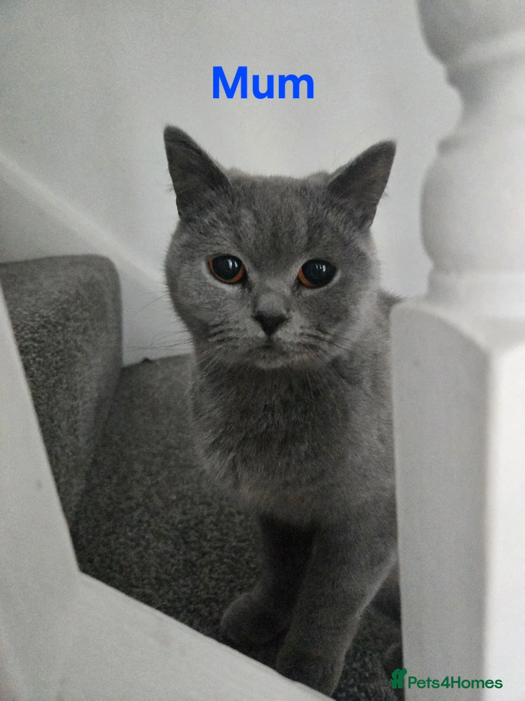 British Shorthair cats for sale: Female british shorthair  for sale in Preston - Advert 1