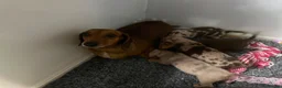 Miniature Dachshund dogs for sale: True to type miniature dachshund puppies ready now - Advert 8