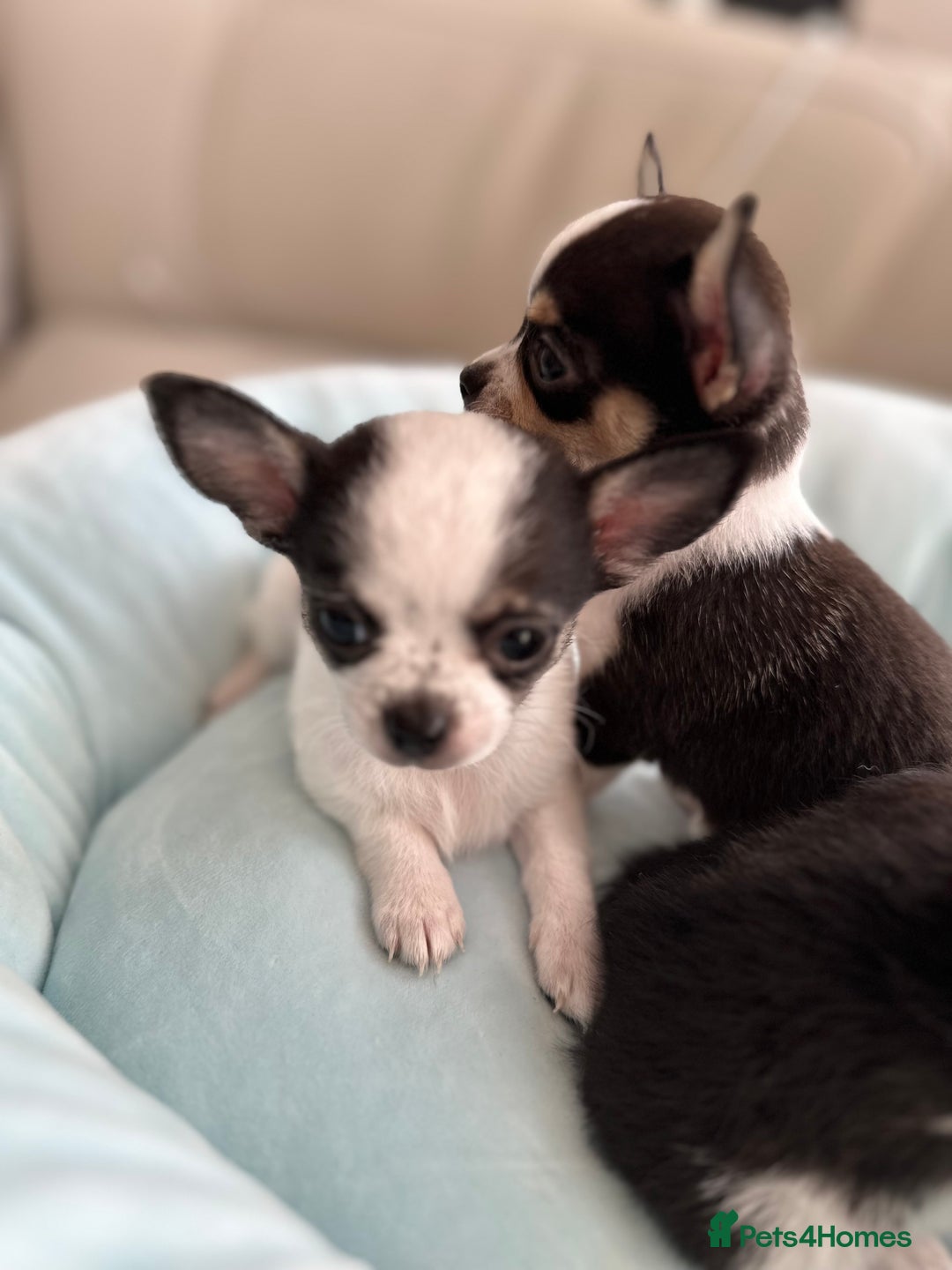 Chihuahua dogs for sale: Chihuahua  - Image 22