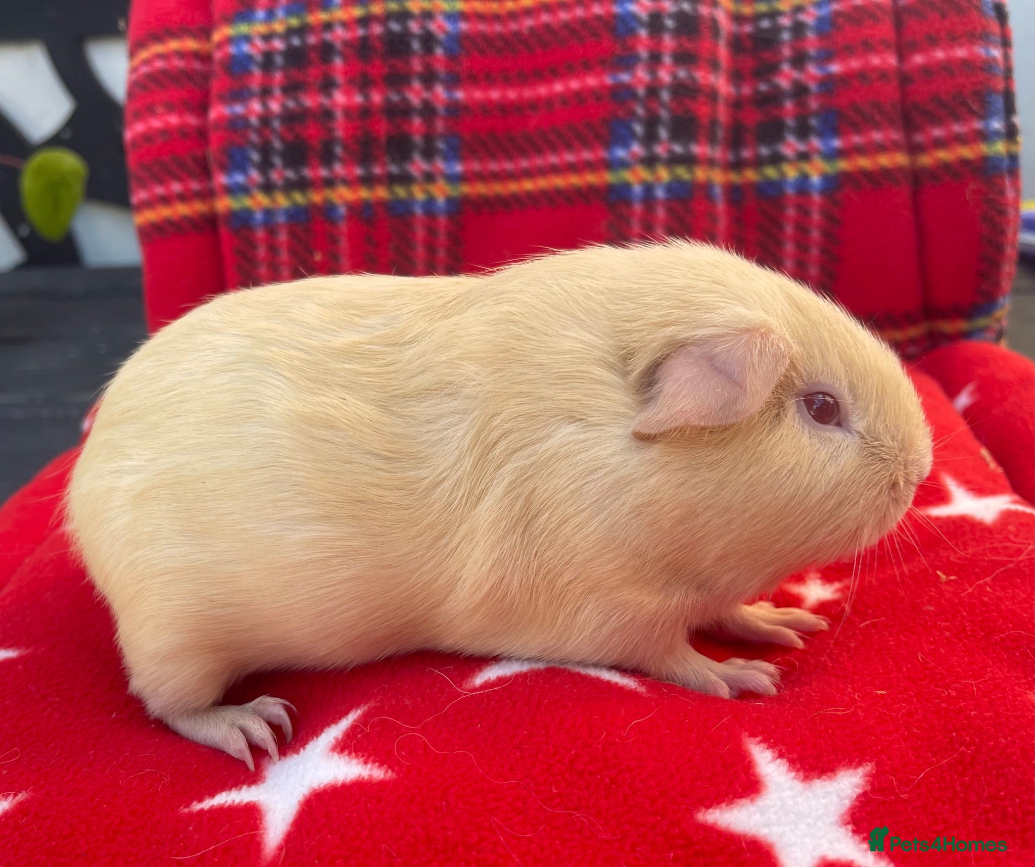 Guinea Pig rodents Beautiful boys - Advert 20