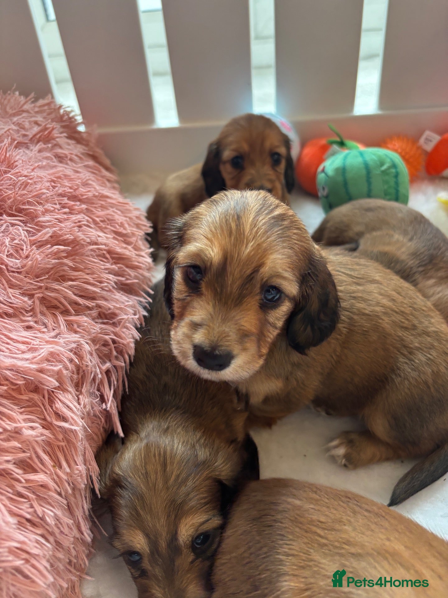 Miniature Dachshund dogs 2 shaded cream mini long girls left  - Advert 2