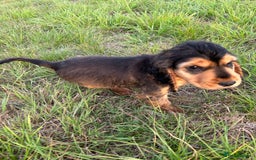 Cocker Spaniel dogs for sale: Last two ‼️ £1250 Kc reg show cocker puppies  - Image 14