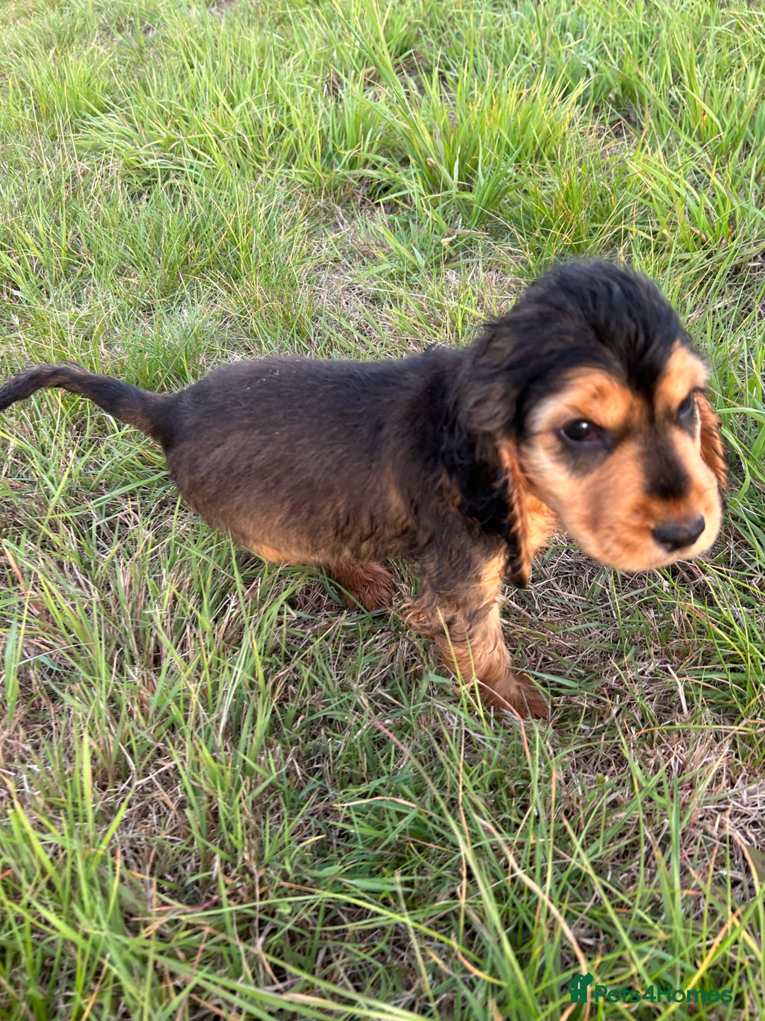 Cocker Spaniel dogs for sale: Last two ‼️ £1250 Kc reg show cocker puppies  - Image 14