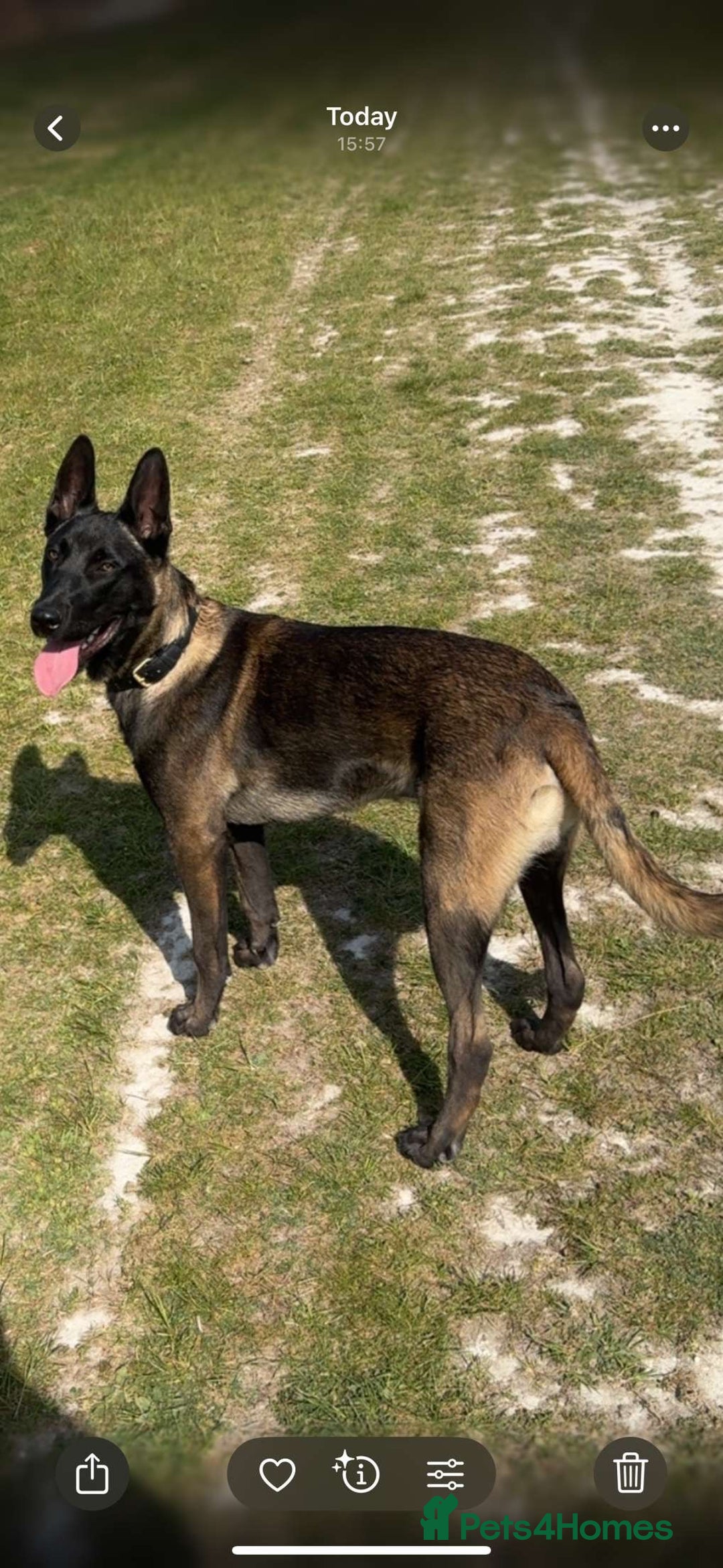 Belgian Shepherd Dog dogs for stud: Belgian malinois  - Advert 5