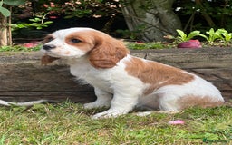 Cavalier King Charles Spaniel dogs for sale: 4 beautiful King Charles cavaliers 🩷 - Image 6