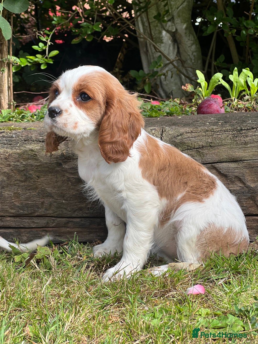 Cavalier King Charles Spaniel dogs for sale: 4 beautiful King Charles cavaliers 🩷 - Image 6