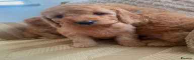Cockapoo 3