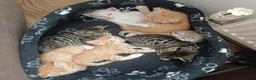 Mixed Breed cats for sale: Six boys and one girl😍😍😍 - Advert 6