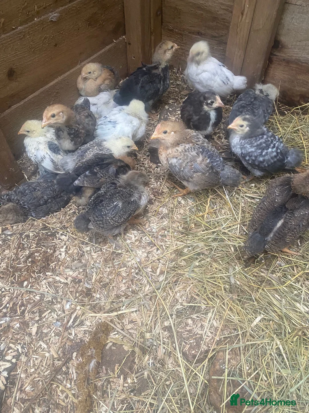 Chickens poultry for sale: Chickens and chicks read description - Advert 14