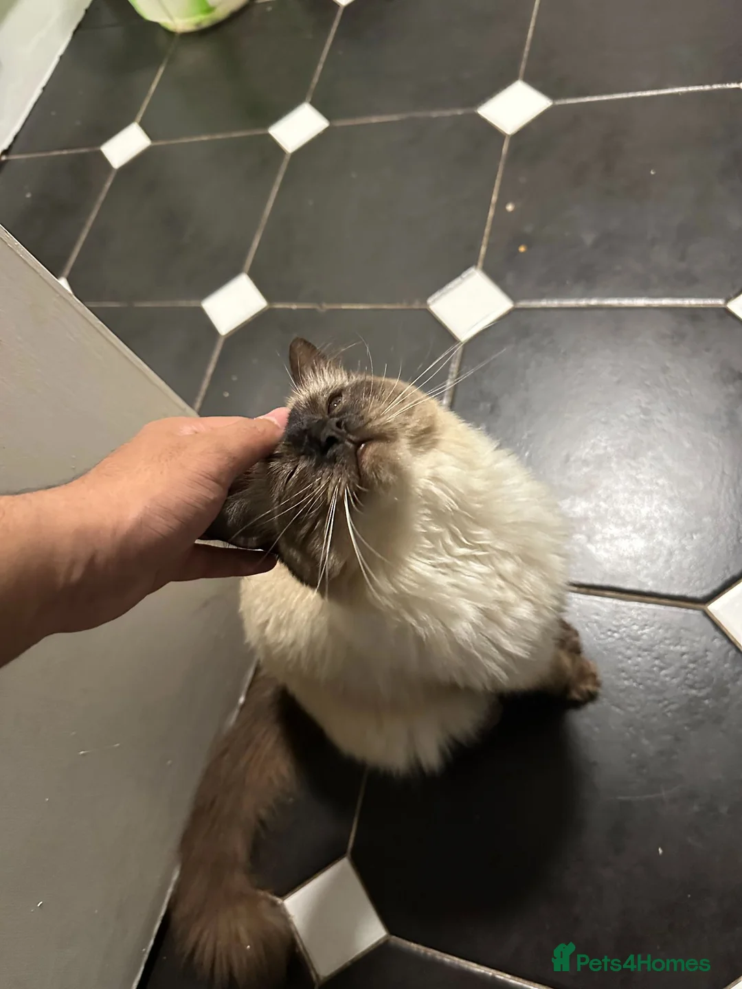 Ragdoll cats for sale: 22 Month old Pure Ragdoll Cat! - Advert 12