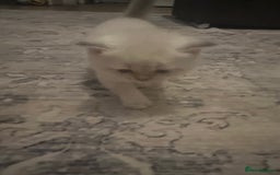 British Shorthair cats for sale:  British kittens - Image 4