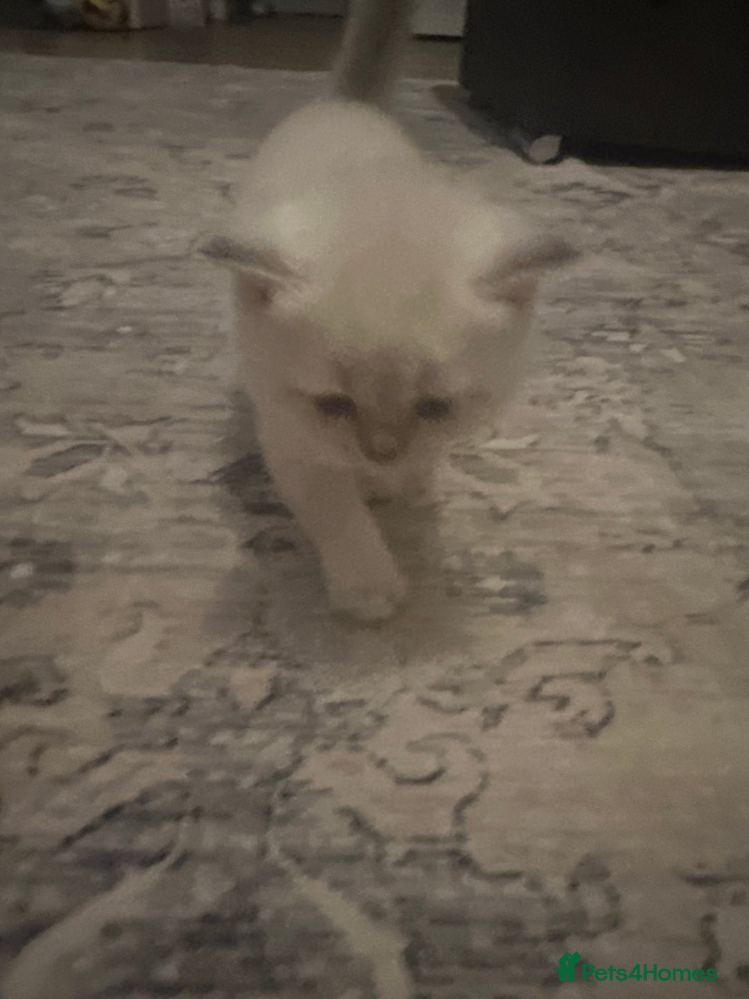British Shorthair cats for sale:  British kittens - Image 4