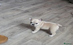 Mixed Breed dogs for sale: Frenchie x chihuahua - Image 5