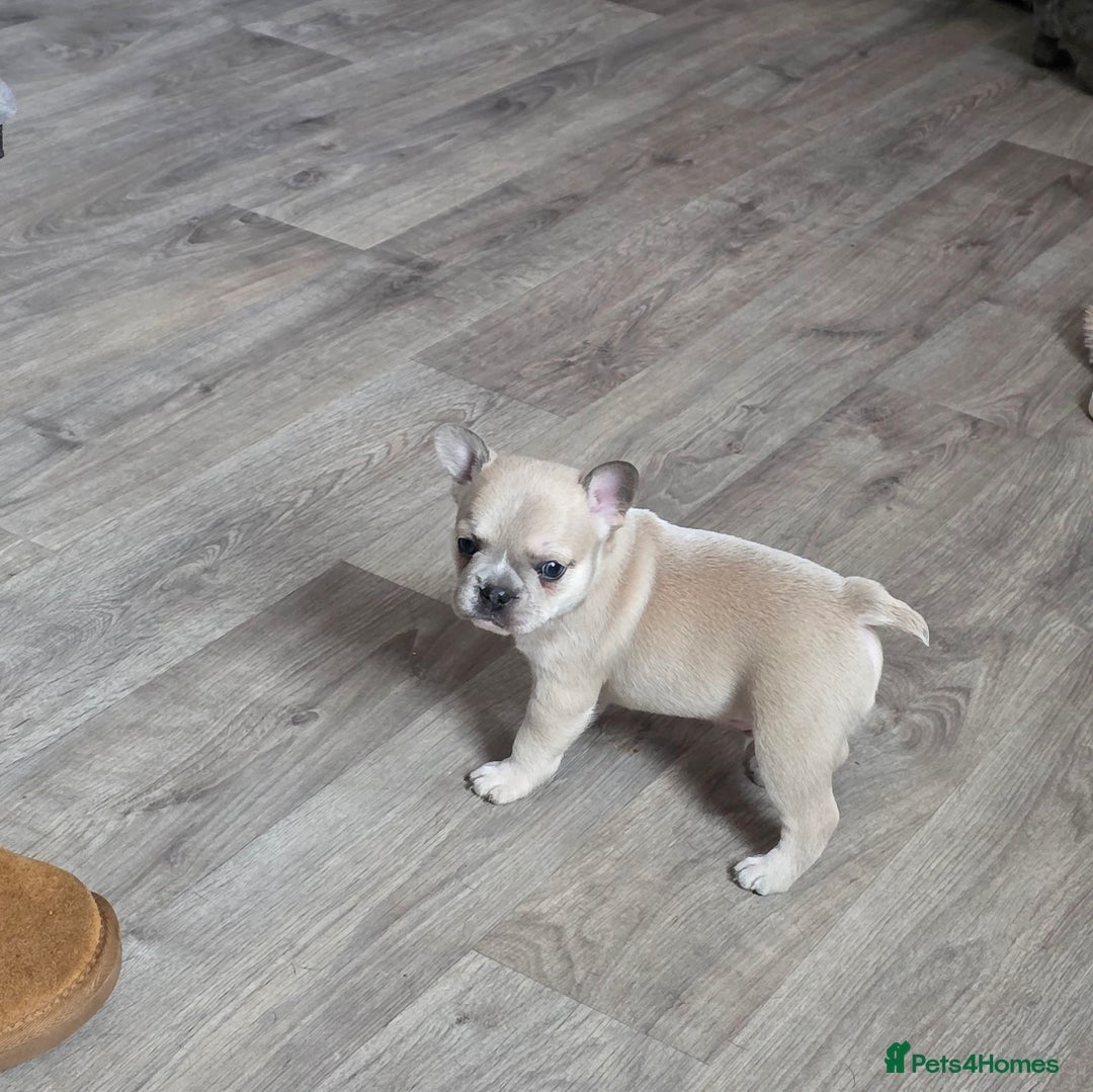 Mixed Breed dogs for sale: Frenchie x chihuahua - Image 5