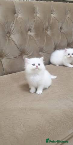 Persian cats  beautiful Persian kittens for sale - Advert 8
