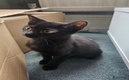 British Shorthair cats for sale: Kittens for sale  - Image 9