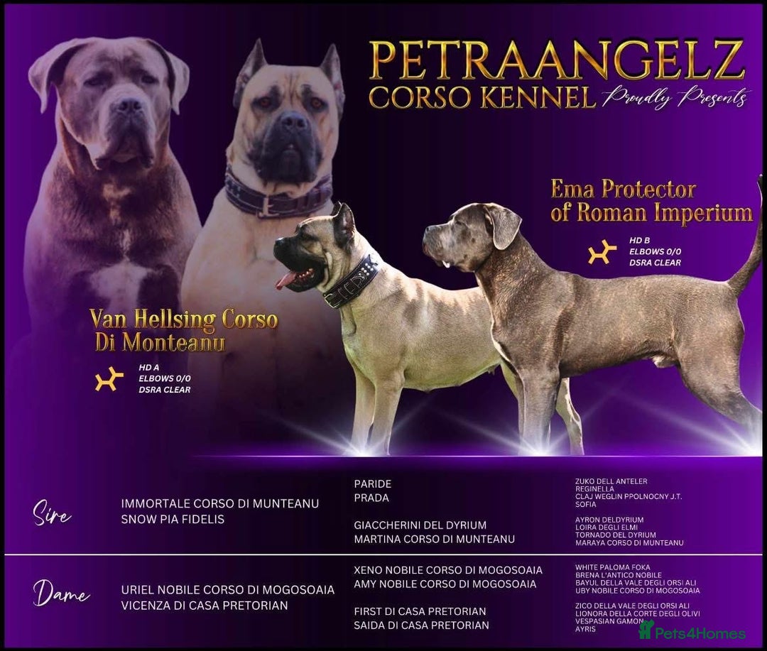 Mixed Breed dogs for sale: Ddb x cane corso - Advert 22